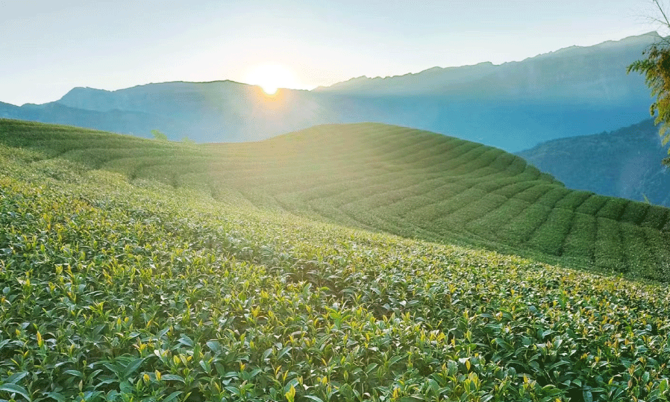 Tea Ravine Tea areas