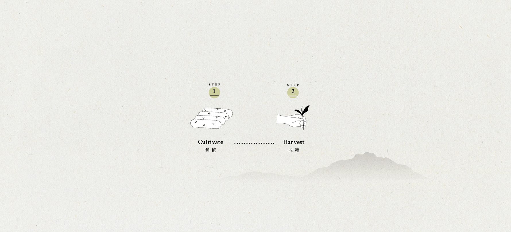 How Oolong tea is made