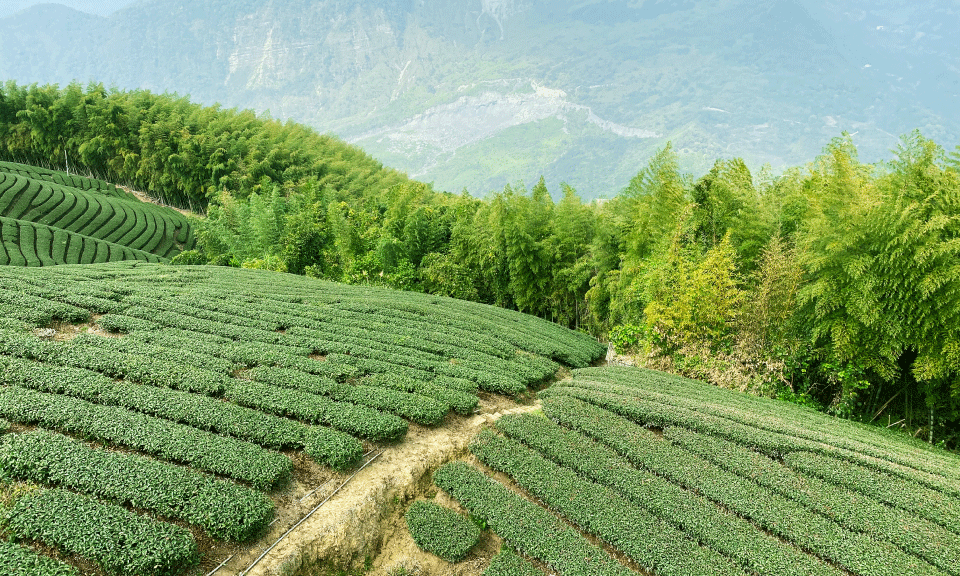Tea Ravine Tea areas