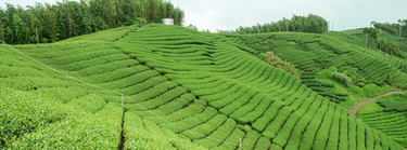 CHAYAN-TEA 茶納雅言